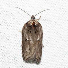 Acleris busckana