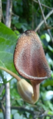 Aristolochia maxima