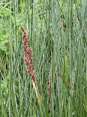 Machaerina teretifolia