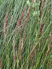 Machaerina teretifolia
