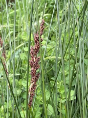 Machaerina teretifolia