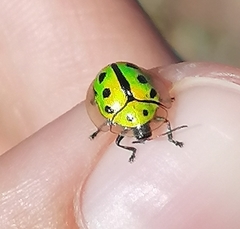 Coptocycla adamantina