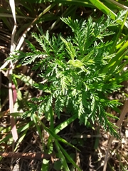 Artemisia afra