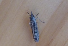 Eudonia atmogramma