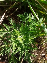Artemisia afra