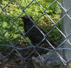 Sturnus vulgaris