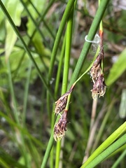 Machaerina rubiginosa