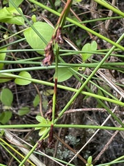 Machaerina rubiginosa