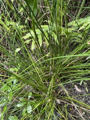 Machaerina rubiginosa