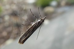 Eudonia atmogramma