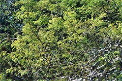 Enterolobium contortisiliquum