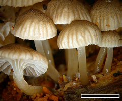 Roridomyces austrororidus