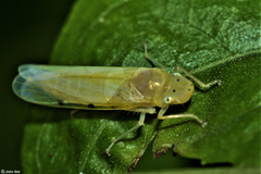 Signoretia