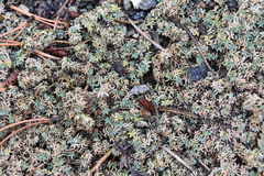 Petrophytum caespitosum