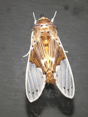 Idalus borealis