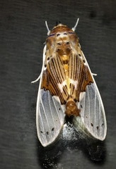 Idalus borealis