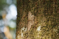 Percnia