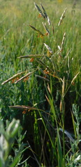 Bromus inermis