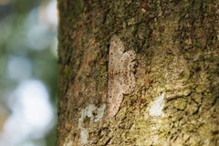 Percnia