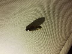 Conoderus semimarginatus