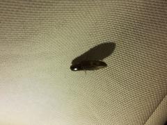 Conoderus semimarginatus