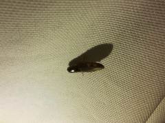 Conoderus semimarginatus