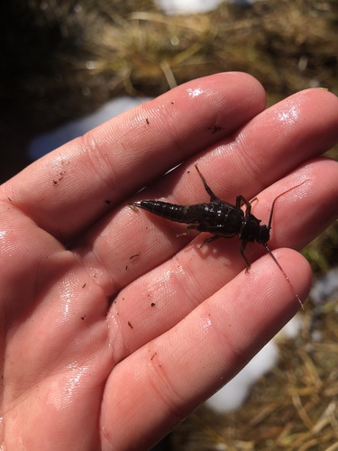 iNaturalist observation photo of Giant Stoneflies