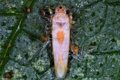Signoretia