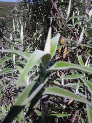 Buddleja salviifolia