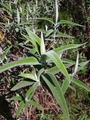 Buddleja salviifolia