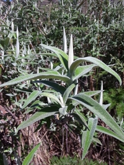 Buddleja salviifolia