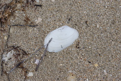 Venerupis galactites