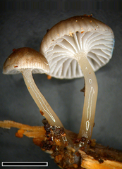 Roridomyces austrororidus