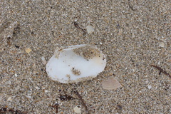 Venerupis galactites