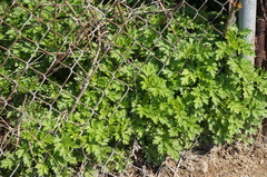 Artemisia vulgaris