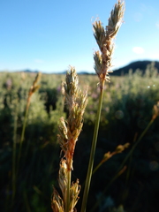 Carex petasata