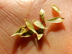 Carex petasata
