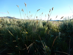 Carex petasata