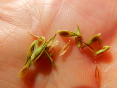 Carex petasata