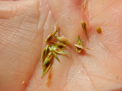 Carex petasata