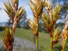 Carex petasata