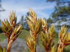 Carex petasata