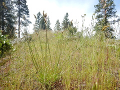 Carex petasata