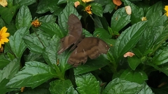 Junonia iphita