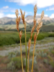 Carex petasata