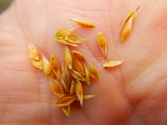 Carex petasata