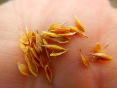 Carex petasata