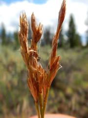 Carex petasata