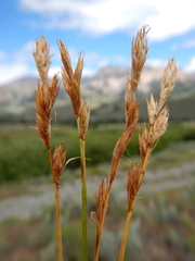 Carex petasata
