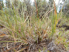 Carex petasata